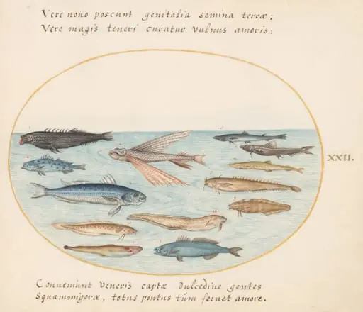 Plate 22: Mullet, Flying Fish, Eels, and Other Fish, by Joris Hoefnagel
