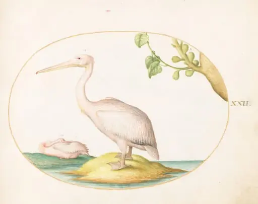 Plate 22: Two White Pelicans with a Sycamore Fig, by Joris Hoefnagel