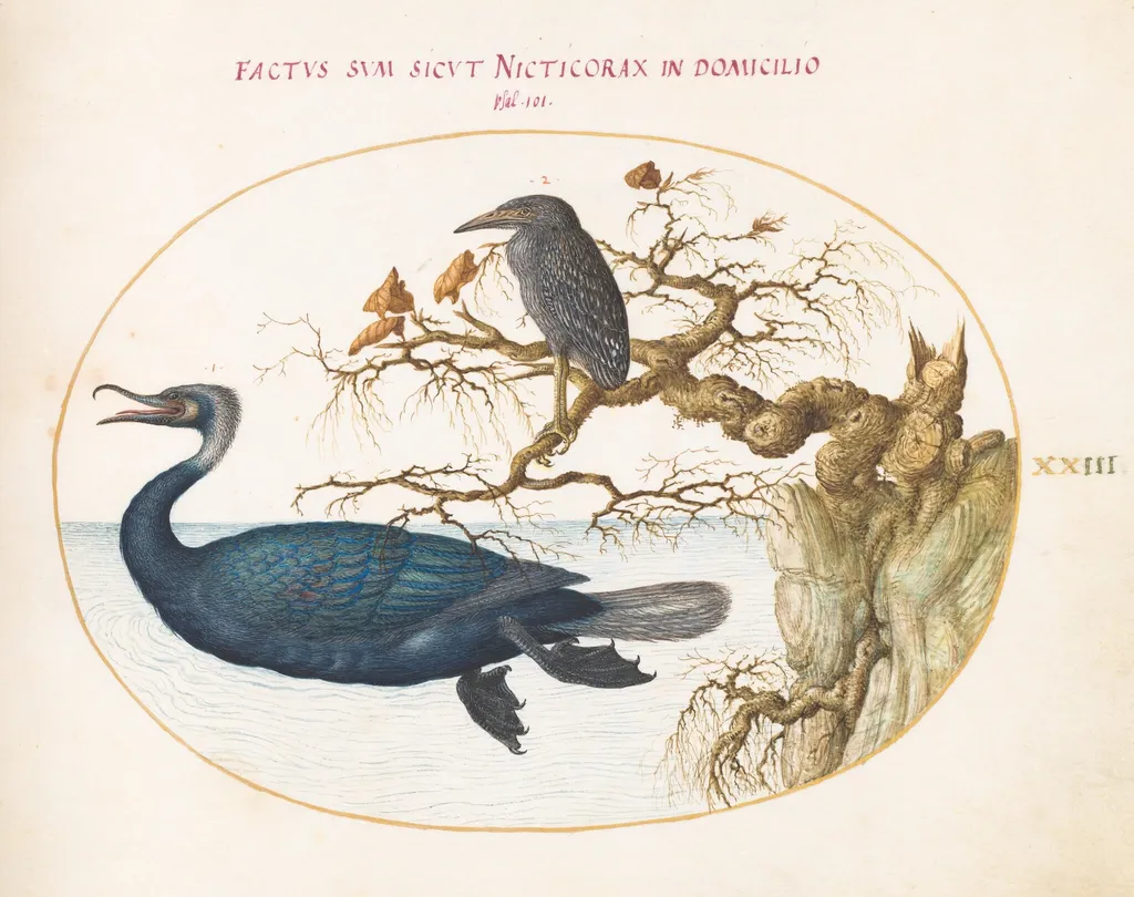 Plate 23: A Brandt's Cormorant with a Juvenile Crowned Night Heron, by Joris Hoefnagel, gouache, 1594