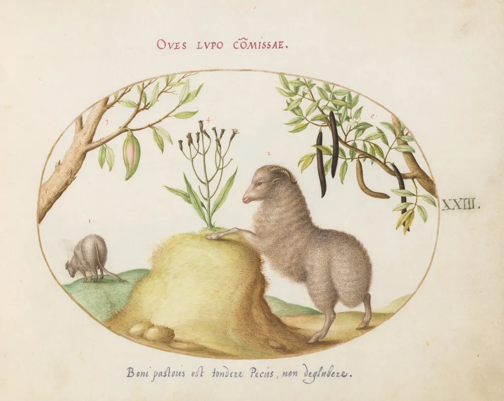 Plate 23: A Fat-Tailed Sheep, a Sheep with a Long Tail, a "Cassia purgatrix,"and Other Plants, by Joris Hoefnagel, gouache, 1594