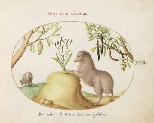 Plate 23: A Fat-Tailed Sheep, a Sheep with a Long Tail, a "Cassia purgatrix,"and Other Plants, by Joris Hoefnagel