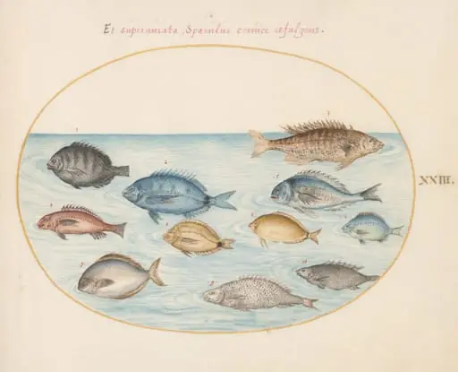 Plate 23: Bream(?) and Other Fish, by Joris Hoefnagel