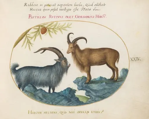 Plate 24: A Wild Goat and a Barbary Sheep(?), by Joris Hoefnagel