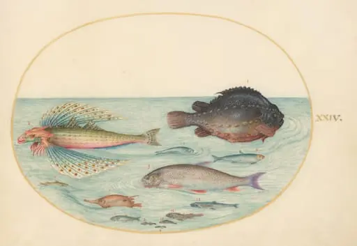 Plate 24: Flying Swallow Gurnard, Male Lumpsucker, Longspine Snipefish, and Other Fish, by Joris Hoefnagel
