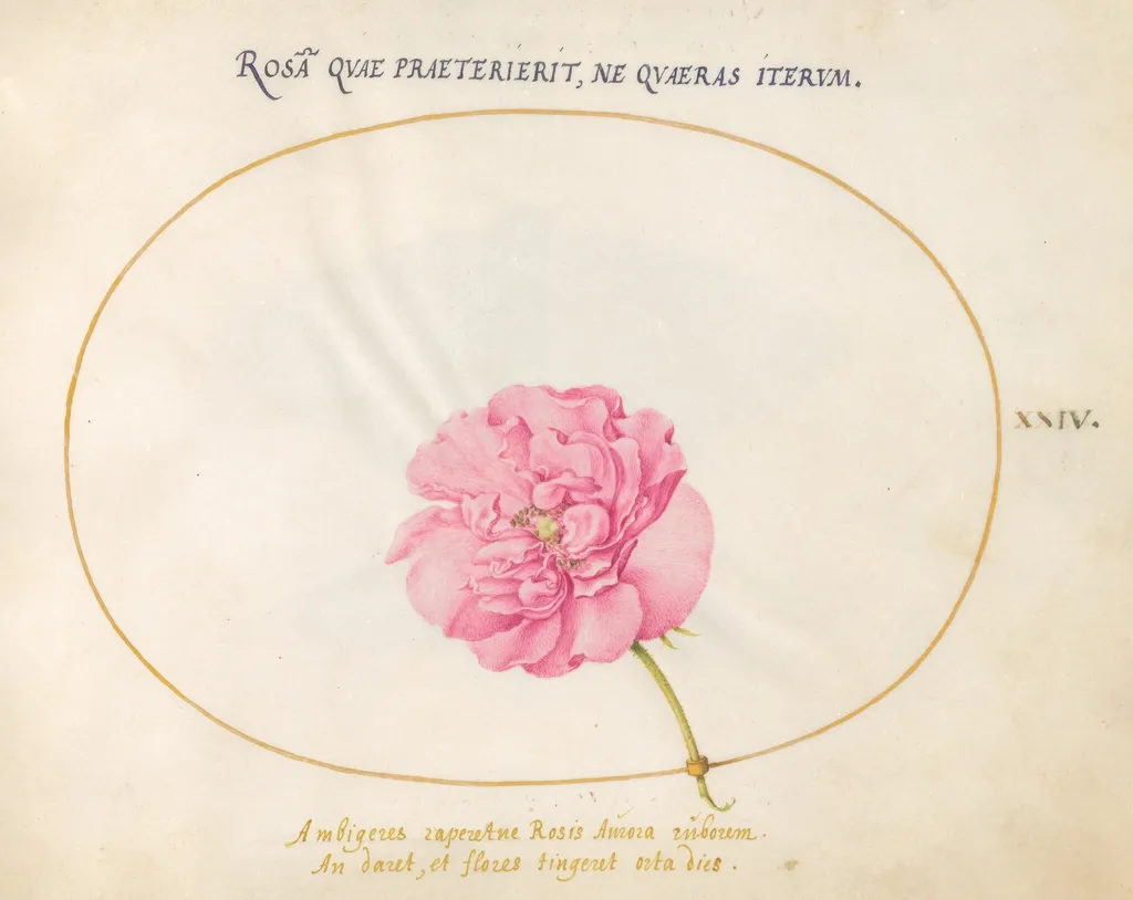 Plate 24: Pink Rose, by Joris Hoefnagel, gouache, 1594