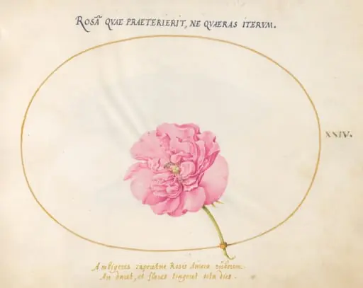 Plate 24: Pink Rose, by Joris Hoefnagel