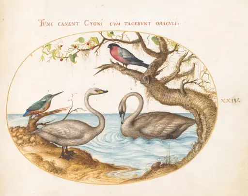 Plate 24: Two Swans, a Kingfisher, and a Bullfinch, by Joris Hoefnagel