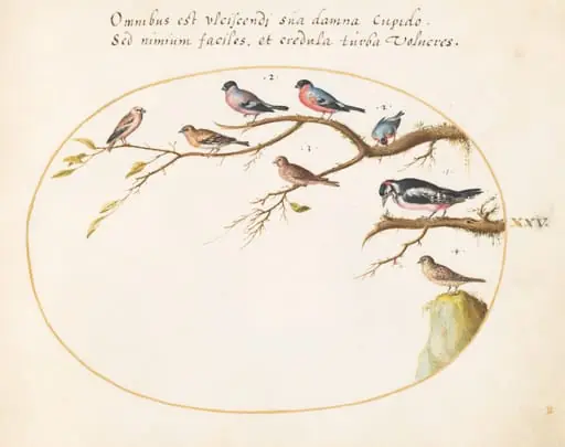 Plate 25: Great Spotted Woodpecker, Bullfinches, Sparrows, and Other Birds, by Joris Hoefnagel