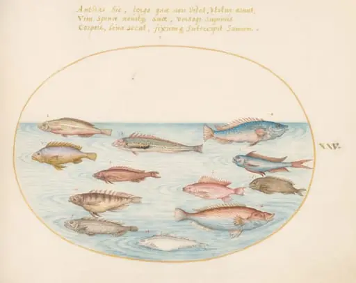 Plate 25: Mediterranean Rainbow Wrasse, Other Wrasse, a Swallowtail Sea Perch(?), Several "Anthiae," and Other Fish, by Joris Hoefnagel