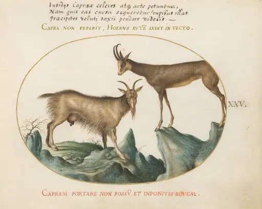 Plate 25: Two Wild Goats, by Joris Hoefnagel