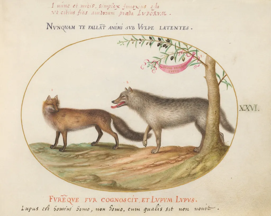 Plate 26: A Red Fox and a Wolf, by Joris Hoefnagel, gouache, 1594