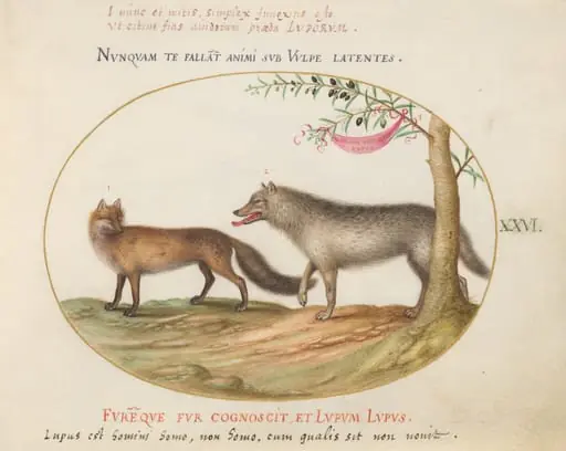 Plate 26: A Red Fox and a Wolf, by Joris Hoefnagel