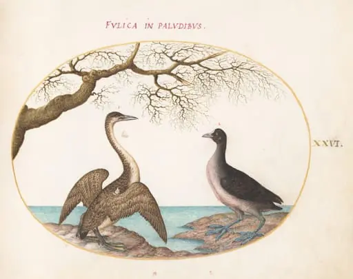 Plate 26: Cormorant and Coot, by Joris Hoefnagel