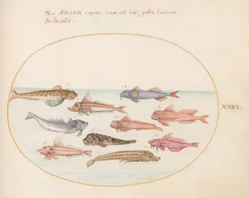 Plate 26: Gurnards, Dragonets, and Other Fish, by Joris Hoefnagel