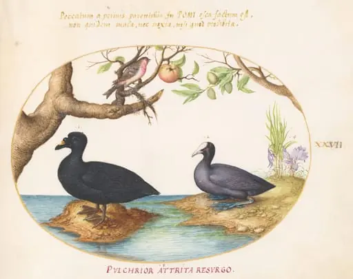 Plate 27: A Common Scoter, a Eurasian Coot, and a Rosefinch(?), by Joris Hoefnagel