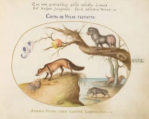 Plate 27: A Cross Fox, a Hyena/Baboon, a "Sea Wolf," and a Gulon (Wolverine?), by Joris Hoefnagel