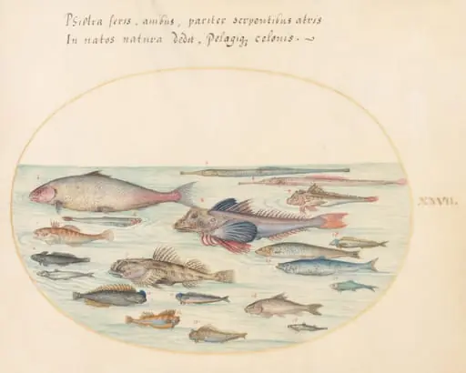 Plate 27: Blennies, Scorpion Fish, and Other Fish, by Joris Hoefnagel