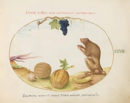 Plate 28: A "Tartarine" (Barbary Macaque?)  with Fruit and a Snail, by Joris Hoefnagel