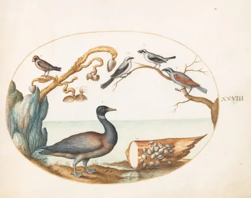 Plate 28: Barnacle Goose with Shrikes and Other Birds, by Joris Hoefnagel