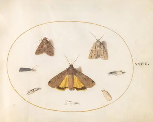 Plate 28: Eight Moths, Including a Large Yellow Underwing and Grey Dagger, by Joris Hoefnagel