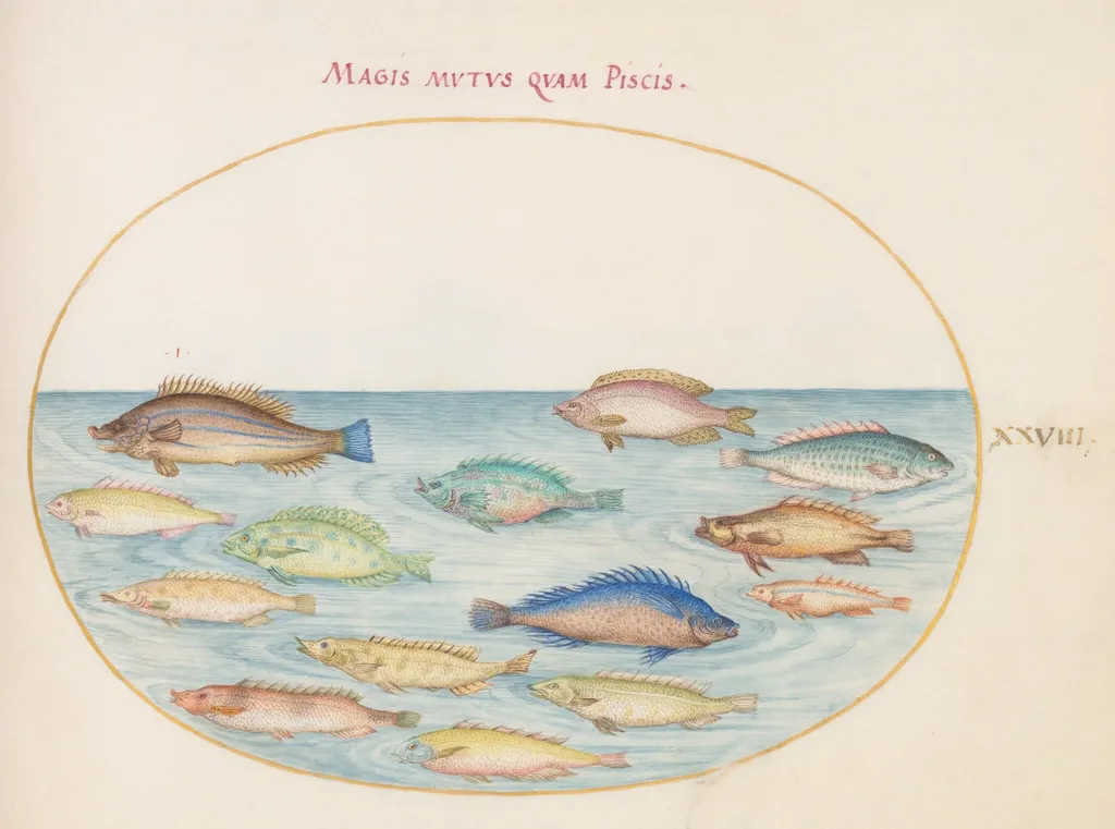 Plate 28: Sea Bream(?) and Other Fish, by Joris Hoefnagel, gouache, 1594