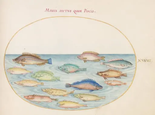 Plate 28: Sea Bream(?) and Other Fish, by Joris Hoefnagel