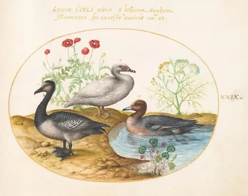 Plate 29: Geese with Poppies and a Cyclamen, by Joris Hoefnagel