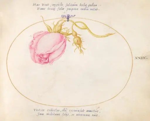 Plate 29: Pink Rose and Rosebud, by Joris Hoefnagel