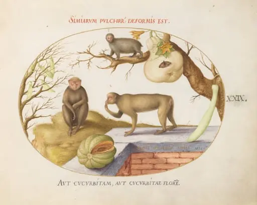 Plate 29: Two Monkeys, an "Arctopithecus"(Sloth?) and Fruit, by Joris Hoefnagel