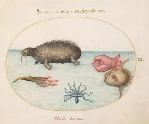 Plate 3: A Walrus, a Nine-Legged Octopus, and Ocean Sunfish, by Joris Hoefnagel