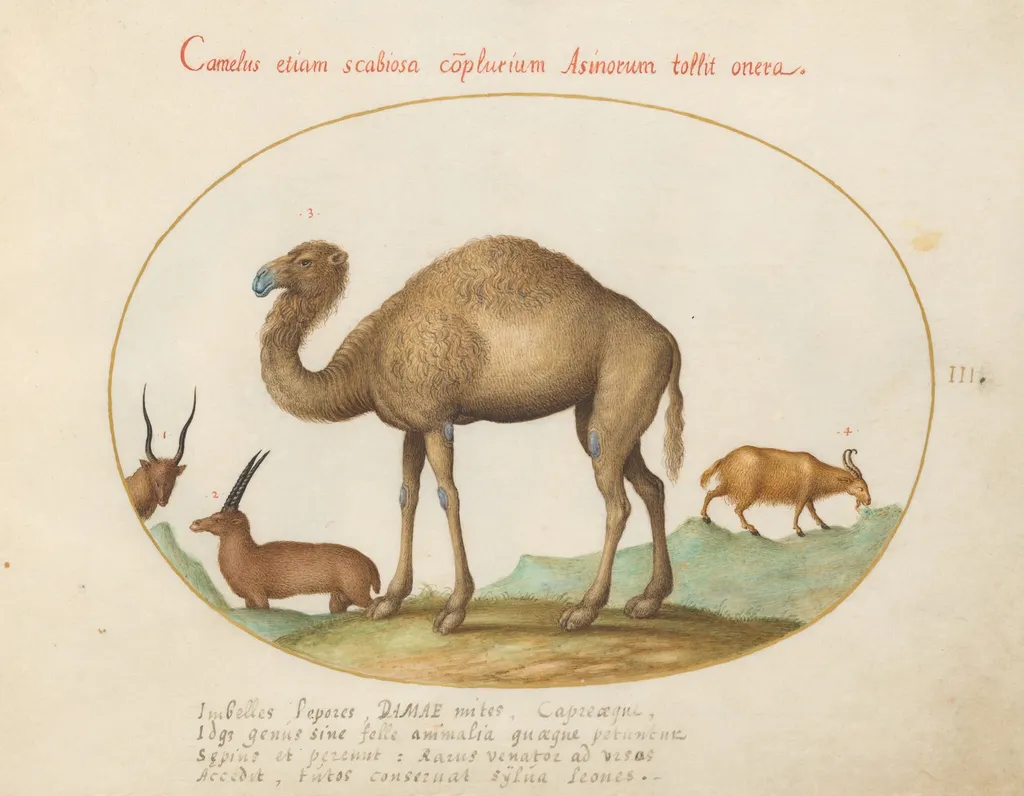 Plate 3: Camel, Ibex, and Goat, by Joris Hoefnagel, gouache, 1594