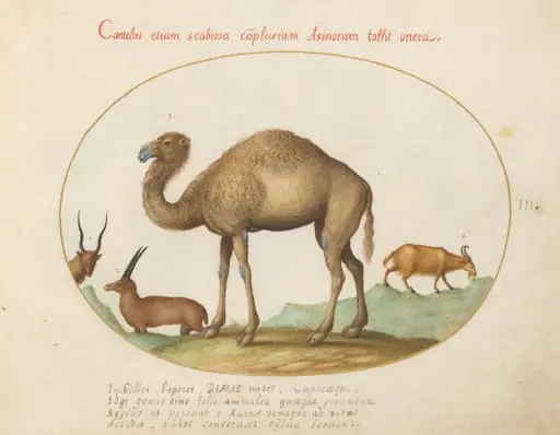 Plate 3: Camel, Ibex, and Goat, by Joris Hoefnagel
