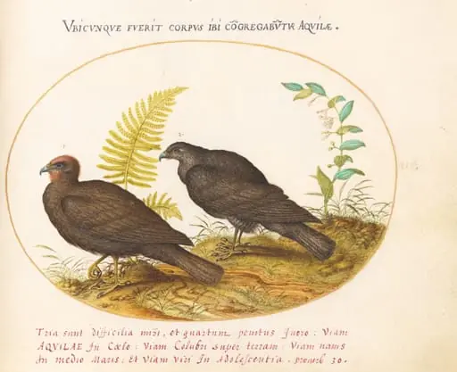 Plate 3: Two Hawks, by Joris Hoefnagel