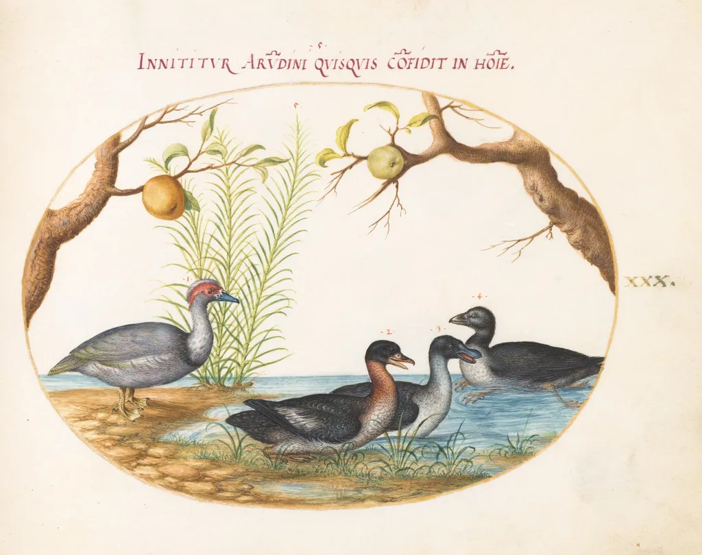 Plate 30: A Muscovy(?) Duck, a Four-Legged Duck, and Two Other Birds, by Joris Hoefnagel, gouache, 1594