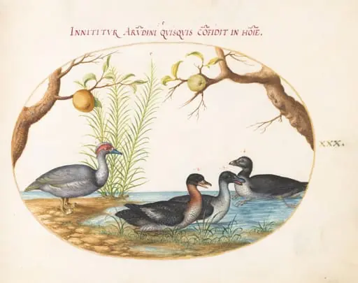 Plate 30: A Muscovy(?) Duck, a Four-Legged Duck, and Two Other Birds, by Joris Hoefnagel