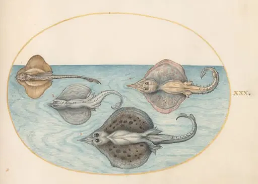Plate 30: Four Rays, by Joris Hoefnagel