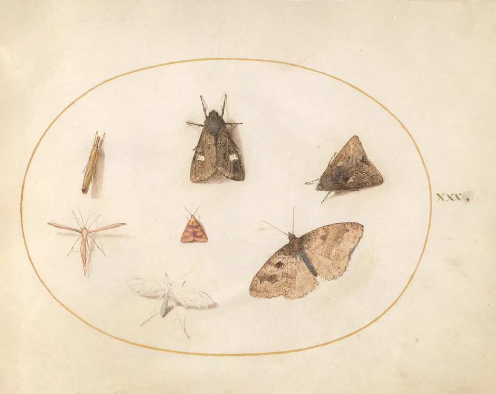 Plate 30: Seven Moths, by Joris Hoefnagel, gouache, 1594