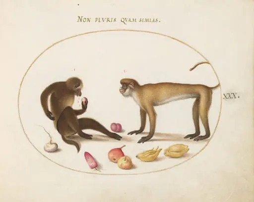 Plate 30: Two Monkeys, by Joris Hoefnagel