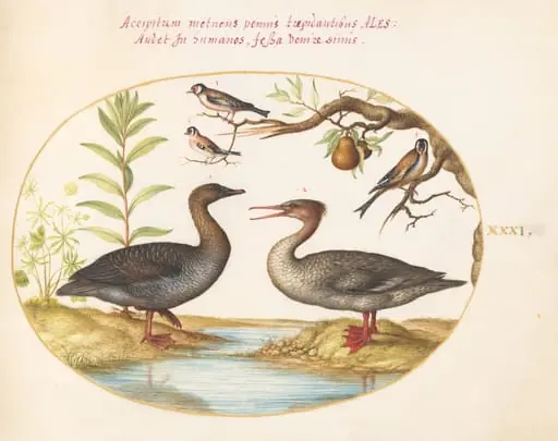 Plate 31: Duck, Merganser, and Three Goldfinches, by Joris Hoefnagel