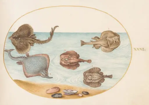 Plate 31: Marbled Electric Ray with Other Skates or Rays, Shells, and a Mollusk in Its Shell, by Joris Hoefnagel