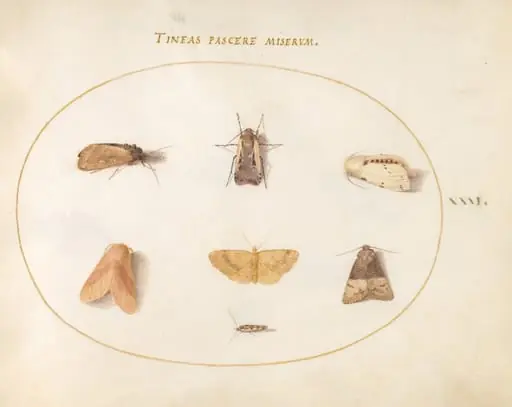 Plate 31: Seven Moths, by Joris Hoefnagel