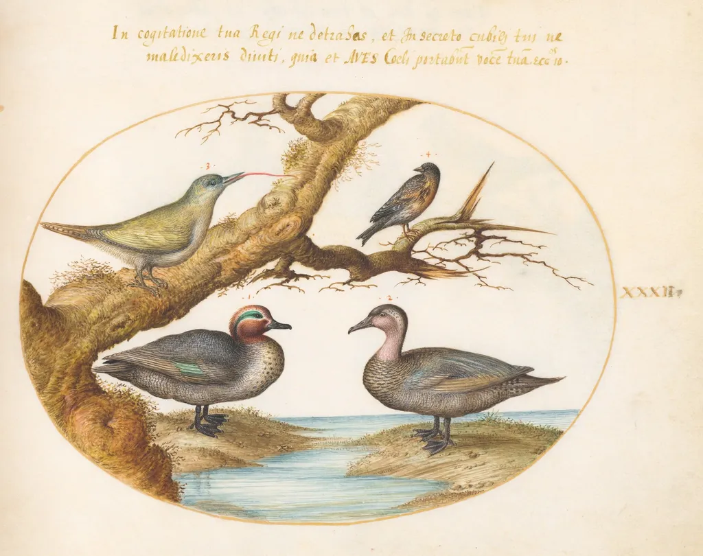 Plate 32: A Green-Winged Teal, a Juvenile Green Woodpecker, and Two Other Birds, by Joris Hoefnagel, gouache, 1594