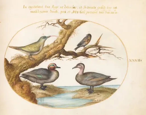 Plate 32: A Green-Winged Teal, a Juvenile Green Woodpecker, and Two Other Birds, by Joris Hoefnagel
