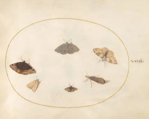 Plate 32: Six Moths, by Joris Hoefnagel
