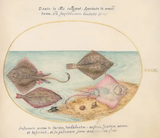 Plate 32: Skates with an Egg Case and Two Flat Fish, by Joris Hoefnagel