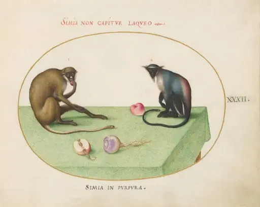 Plate 32: Two Monkeys on a Table, by Joris Hoefnagel