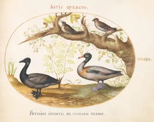 Plate 33: A Pair of Bohemian Waxwings, a Shelduck(?), and a Brant Goose with a Ginger Plant, by Joris Hoefnagel