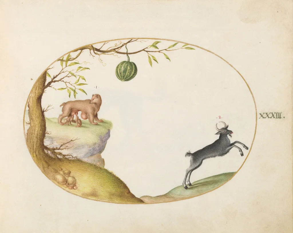 Plate 33: A "Simivulpa" (Opossum?) and an Ibex, by Joris Hoefnagel, gouache, 1594