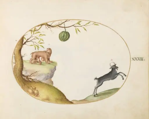 Plate 33: A "Simivulpa" (Opossum?) and an Ibex, by Joris Hoefnagel