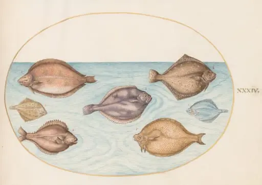Plate 34: Seven Flatfish, by Joris Hoefnagel